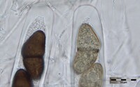 Macrovalsaria megalospora image