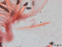 Macrovalsaria megalospora image