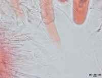 Macrovalsaria megalospora image