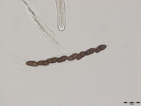 Macrovalsaria megalospora image
