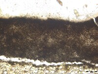 Macrovalsaria megalospora image