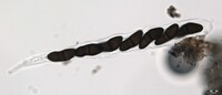 Macrovalsaria megalospora image