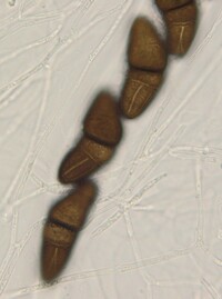 Macrovalsaria megalospora image
