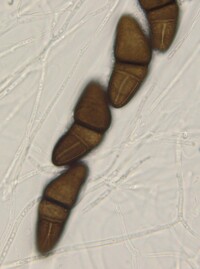 Macrovalsaria megalospora image