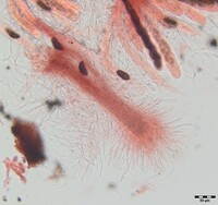 Macrovalsaria megalospora image