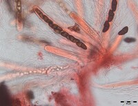 Macrovalsaria megalospora image