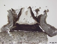 Macrovalsaria megalospora image
