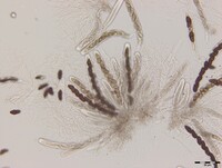 Macrovalsaria megalospora image