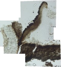 Macrovalsaria megalospora image