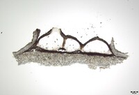 Macrovalsaria megalospora image