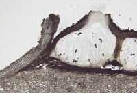 Macrovalsaria megalospora image