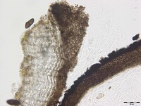 Macrovalsaria megalospora image