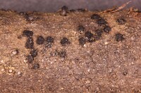 Diatrypella atlantica image