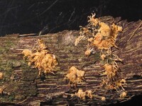 Hypocreopsis macrostoma image