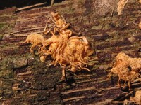 Hypocreopsis macrostoma image