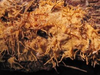 Hypocreopsis macrostoma image