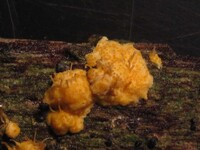 Hypocreopsis macrostoma image