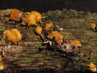 Hypocreopsis macrostoma image