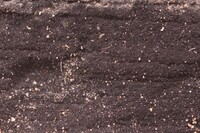 Paradictyoarthrinium diffractum image