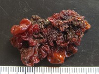 Sirobasidium magnum image