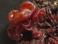 Sirobasidium magnum image