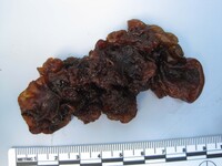 Sirobasidium magnum image
