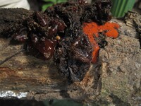 Sirobasidium magnum image