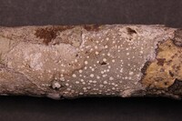 Pertusaria fosseyae image