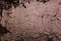 Dirinaria coccinea image