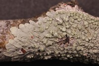 Dirinaria leopoldii image