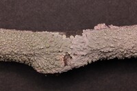 Dirinaria leopoldii image