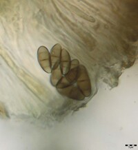 Pyxine rhodesiaca image