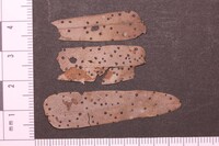 Ciliochorella mangiferae image