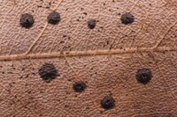 Ciliochorella mangiferae image