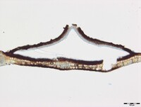 Ciliochorella mangiferae image