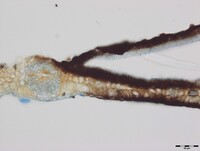 Ciliochorella mangiferae image