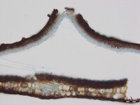 Ciliochorella mangiferae image