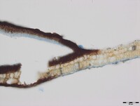 Ciliochorella mangiferae image