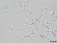 Ciliochorella mangiferae image