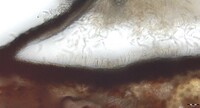 Ciliochorella mangiferae image