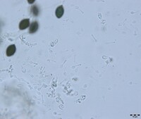 Podospora setosa image