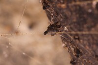 Podospora setosa image