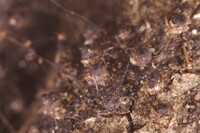 Podospora setosa image