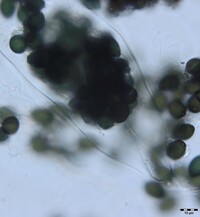 Podospora setosa image