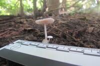Volvariella murinella image