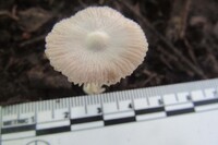 Volvariella murinella image