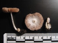 Volvariella murinella image