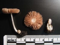 Volvariella murinella image