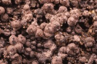 Hypoxylon lenormandii image
