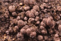 Hypoxylon lenormandii image